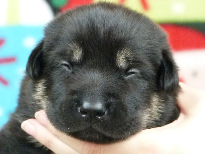 chinook puppy